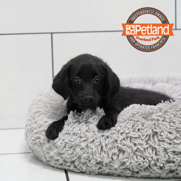 [#252022-04] Black M Labradoodle Mini Puppies for Sale
