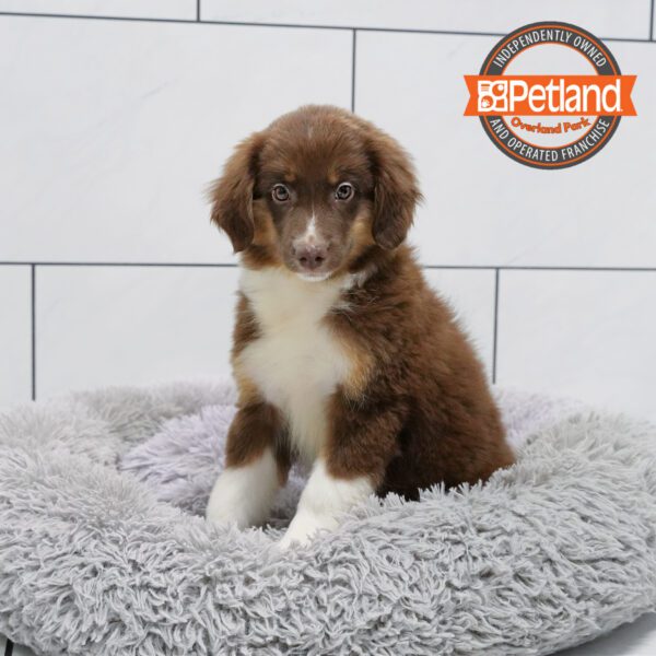 [#251869-05] Red F Miniature Australian Shepherd Puppies for Sale