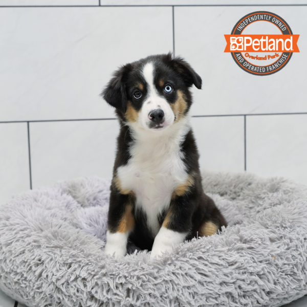 [#251846-01] Black M Miniature Australian Shepherd Puppies for Sale