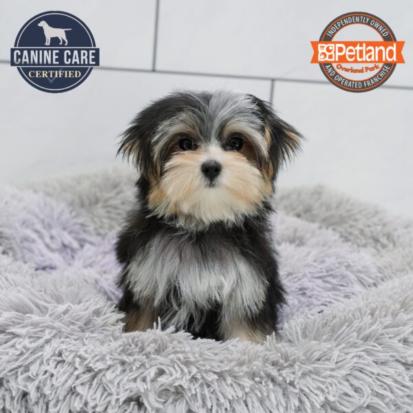[#251903-03] Black / Tan F Morkie Puppies for Sale