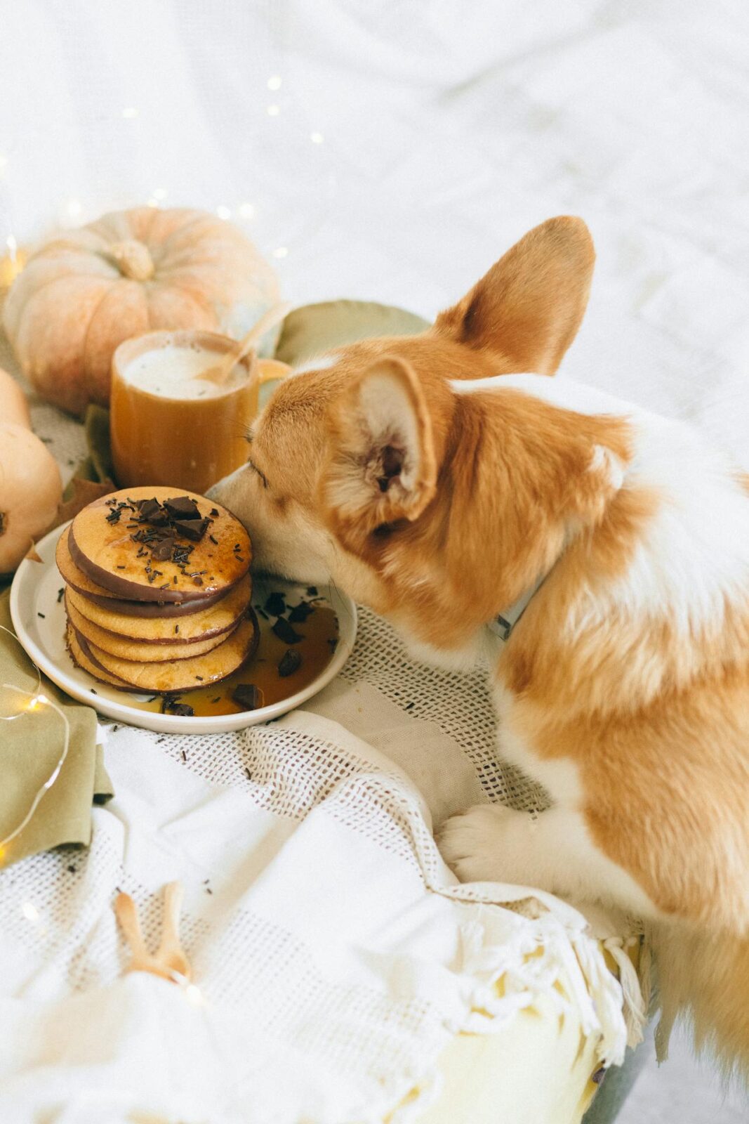 Nutrition Tips for Puppies: Feeding for Growth and Health