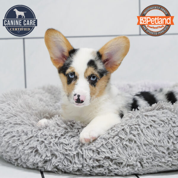 [#251944-02] Blue Merle M Pembroke Welsh Corgi Puppies for Sale