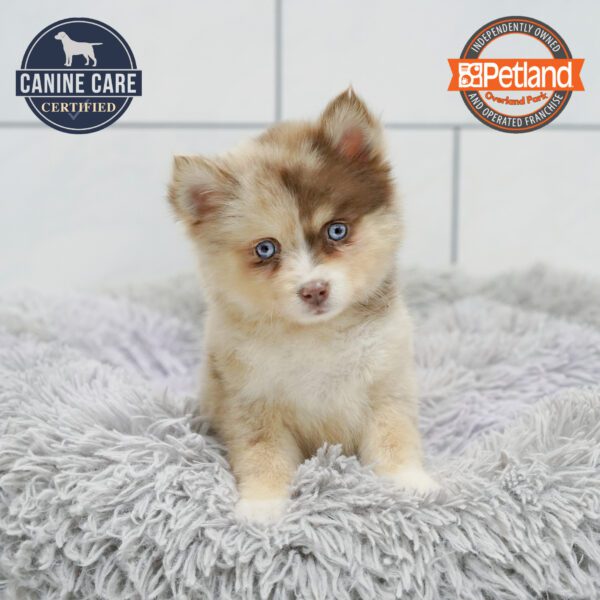 [#252168-05] Red Merle F Pomsky 2nd Gen Puppies for Sale