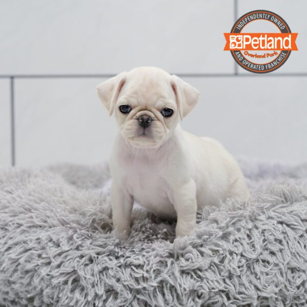 [#252232-06] White F Pug Puppies for Sale