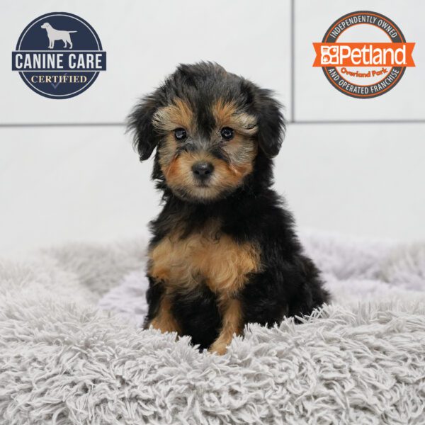 [#252202-02] Black / Tan M Yorkiepoo Puppies for Sale