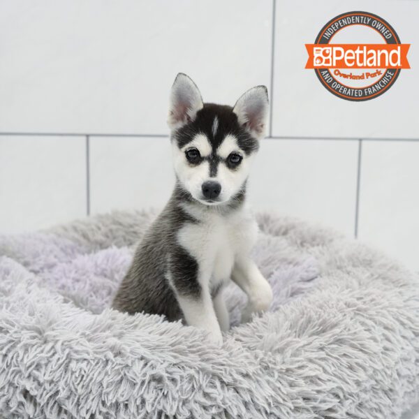 [#252220-03] Black / Tan F Alaskan Klee Kai Puppies for Sale