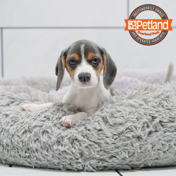 [#252452-06] Silver F Beagle Puppies for Sale