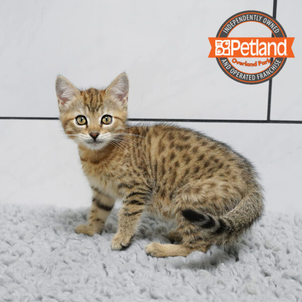 Bengal-Cat-Female---Petland Overland Park, Kansas