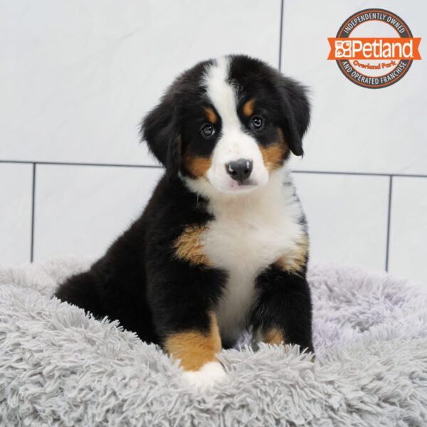 Bernese Mountain Dog-Dog-Female---Petland Overland Park, Kansas