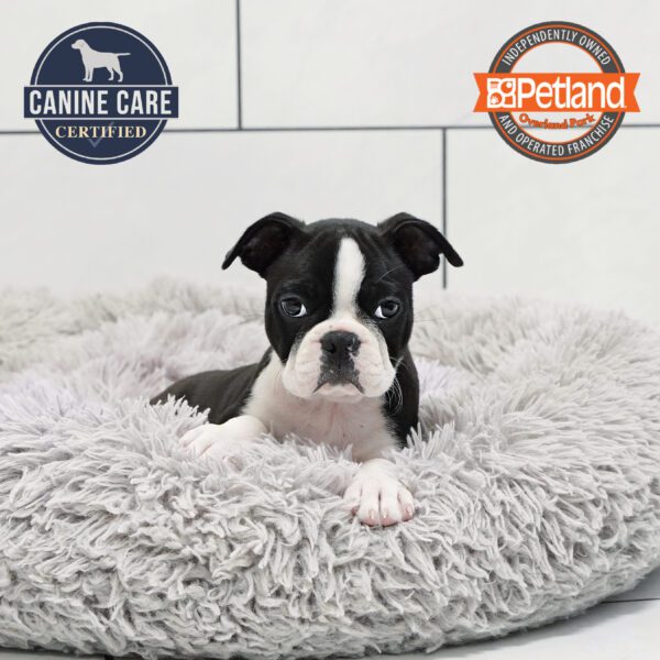 [#252505-01] Black / White M Boston Terrier Puppies for Sale