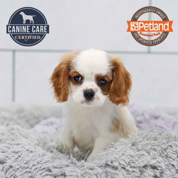 [#252625-01] Blenheim M Cavalier King Charles Spaniel Puppies for Sale