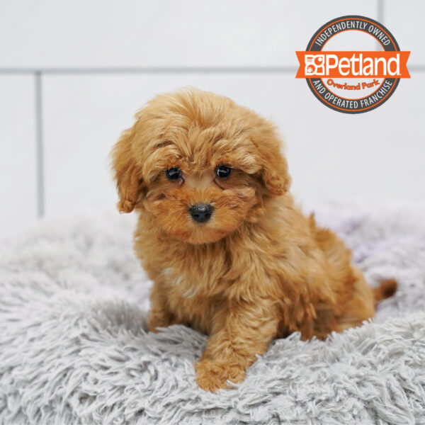 Cavapoo 2nd Gen-Dog-Female---Petland Overland Park, Kansas