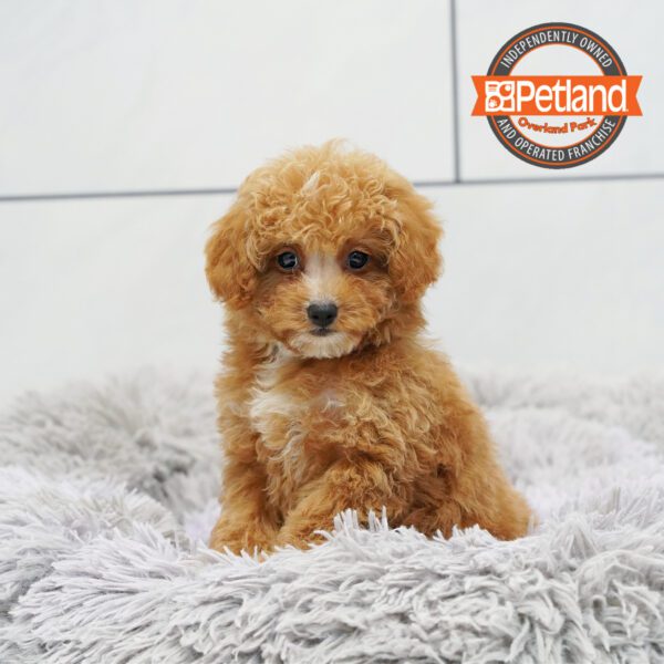 Cavapoo F1B-Dog-Male---Petland Overland Park, Kansas