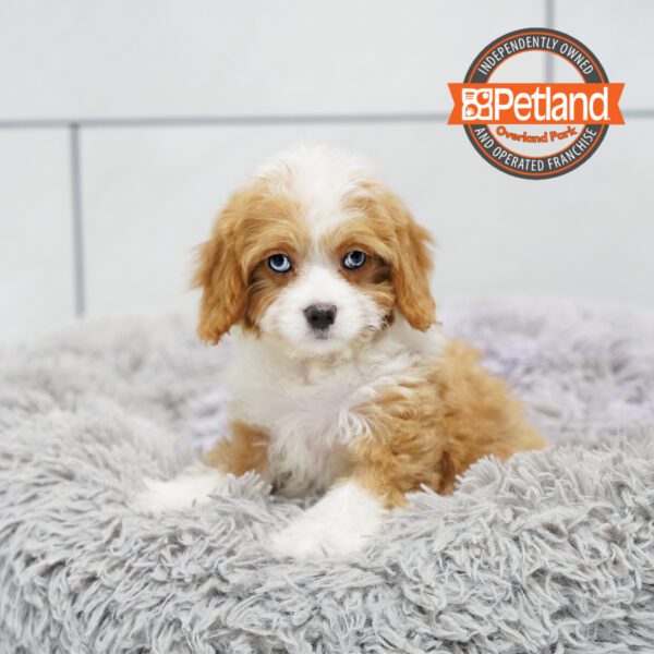 Cavapoo-Dog-Female---Petland Overland Park, Kansas
