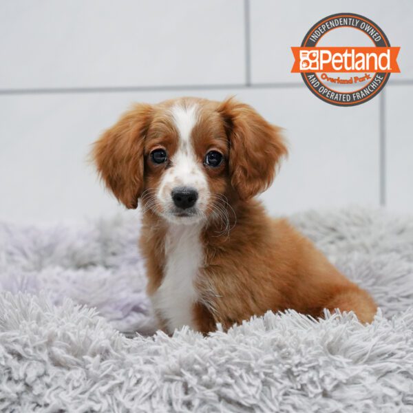 [#252451-03] Red M Cavapoo Puppies for Sale
