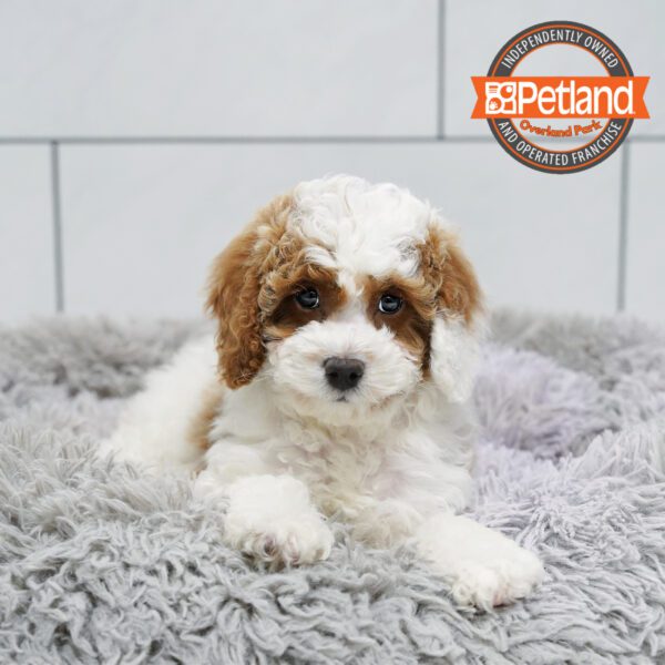 Cock A Poo 2nd Gen-Dog-Female---Petland Overland Park, Kansas