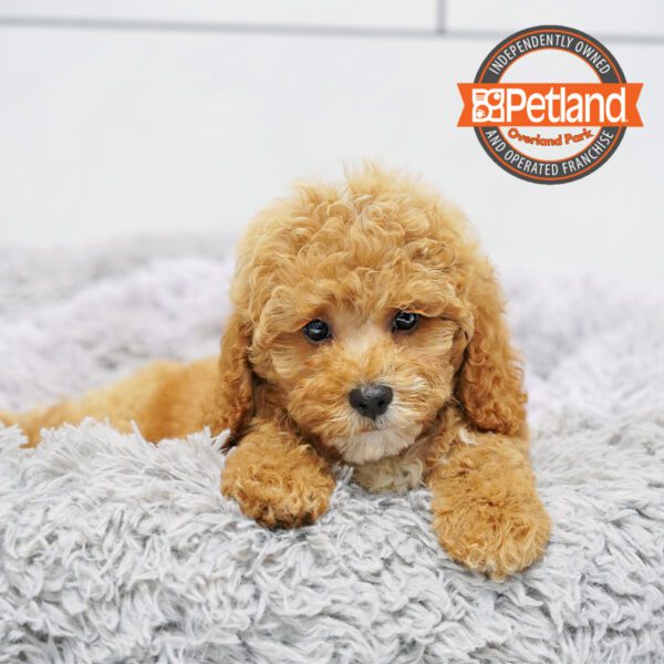 [#252653-01] Red / White M Cock A Poo 2nd Gen Puppies for Sale