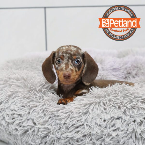 [#2553-01] Chocolate Merle M Dachshund Puppies for Sale
