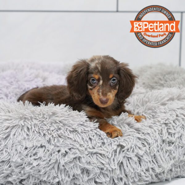 [#2553-05] Chocolate Merle F Dachshund Puppies for Sale