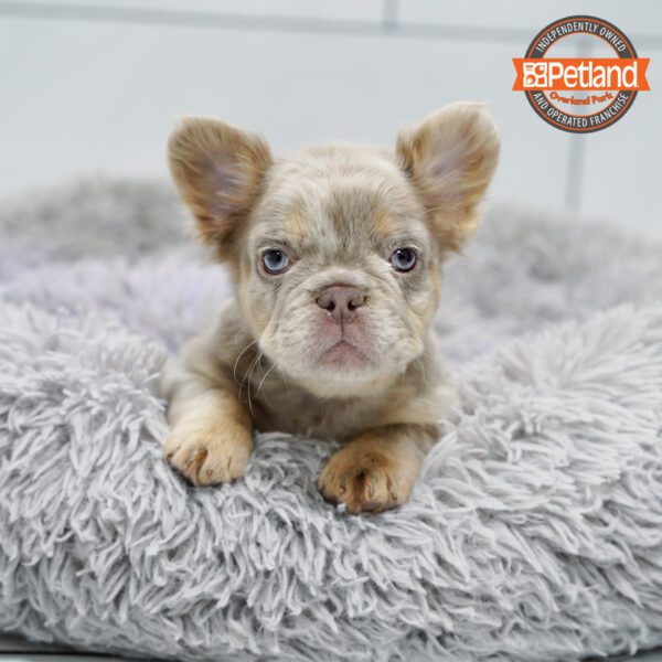 [#252492-02] Isabella M French Bulldog Puppies for Sale