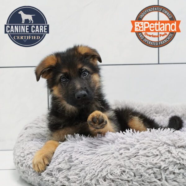 [#252618-01] Black / Tan M German Shepherd Dog Puppies for Sale