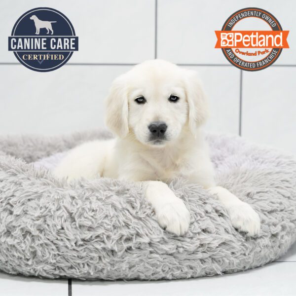 [#252461-10] Light Golden F Golden Retriever Puppies for Sale