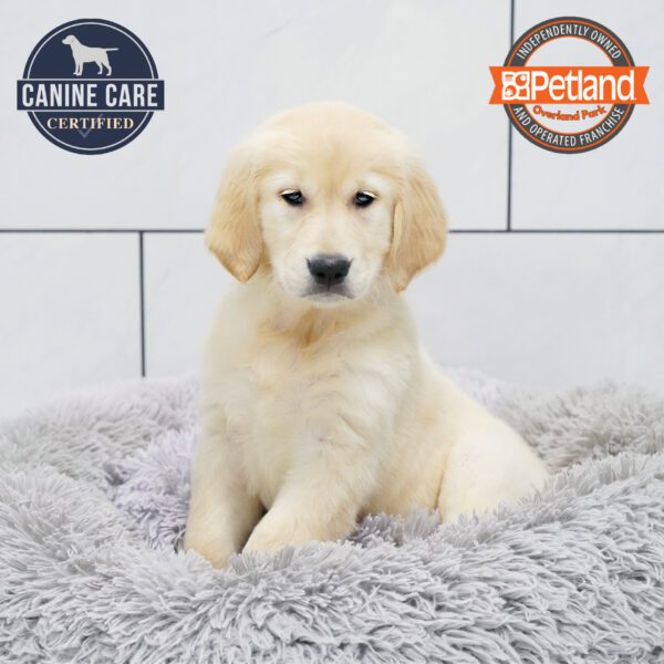 [#252464-06] Light Golden F Golden Retriever Puppies for Sale