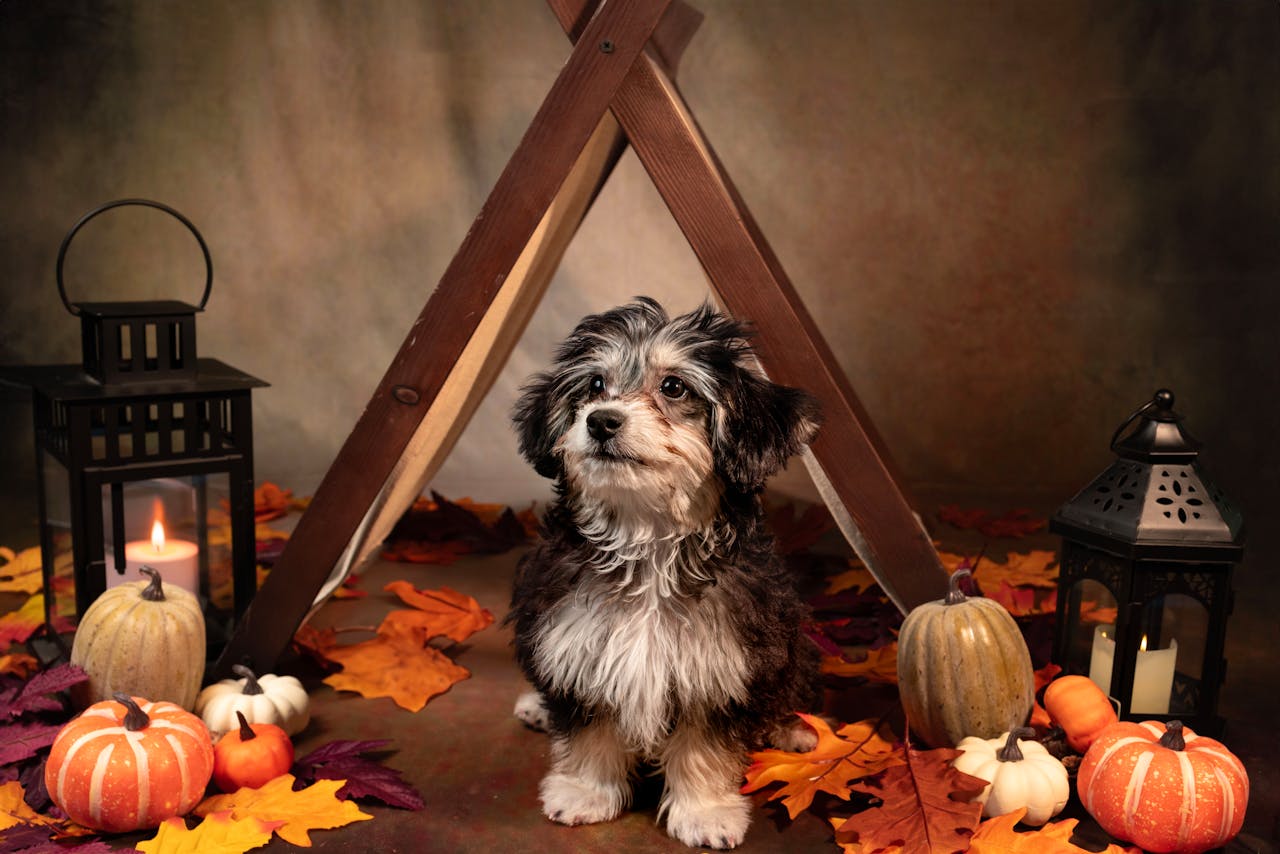 How to Keep Your Puppy Safe During Halloween Festivities