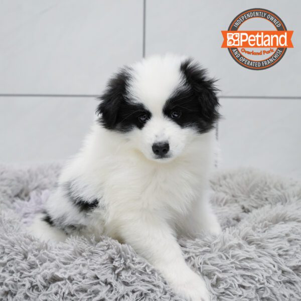 Huskimo-Dog-Female---Petland Overland Park, Kansas