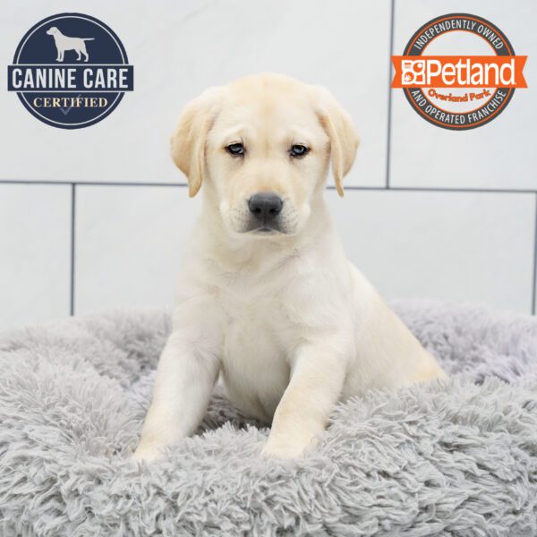 [#252351-05] Yellow F Labrador Retriever Puppies for Sale