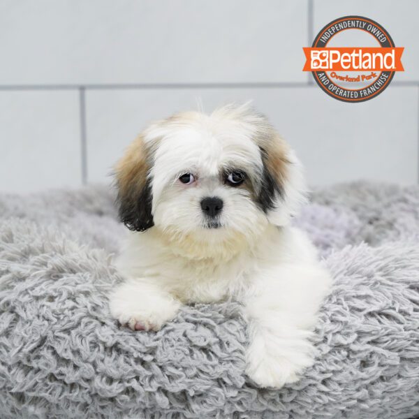 [#252337-03] Sable F Lhasa Apso Puppies for Sale