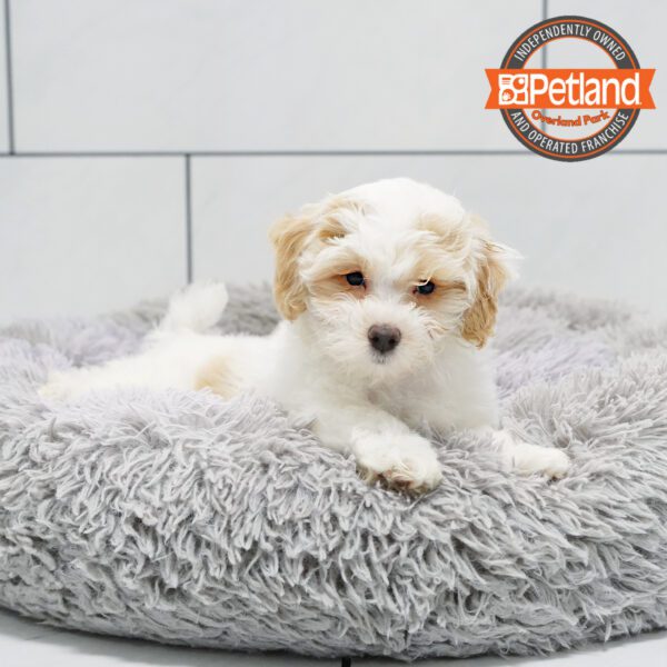 [#252593-01] White M Maltipoo Puppies for Sale