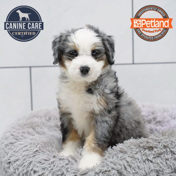[#252713-06] Blue Merle M Bernedoodle Mini Puppies for Sale