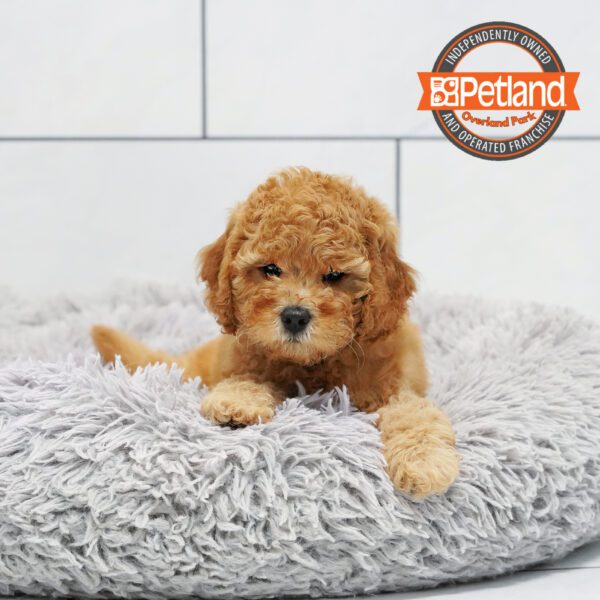 [#252592-03] Red F Goldendoodle Mini 2nd Gen Puppies for Sale