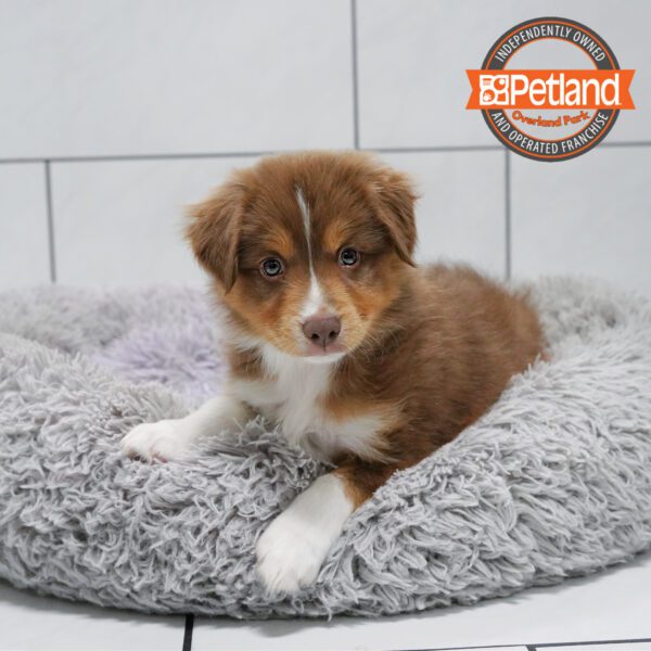 Miniature American Shepherd-Dog-Male---Petland Overland Park, Kansas
