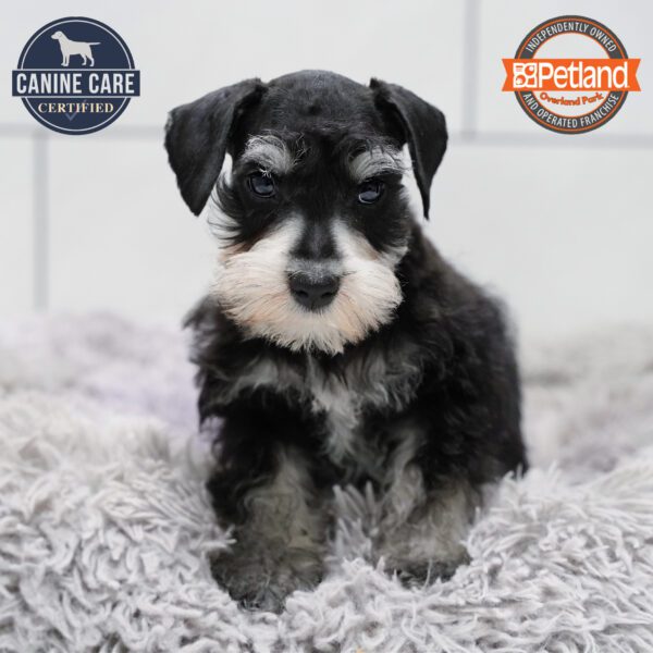 [#252577-02] Black M Miniature Schnauzer Puppies for Sale
