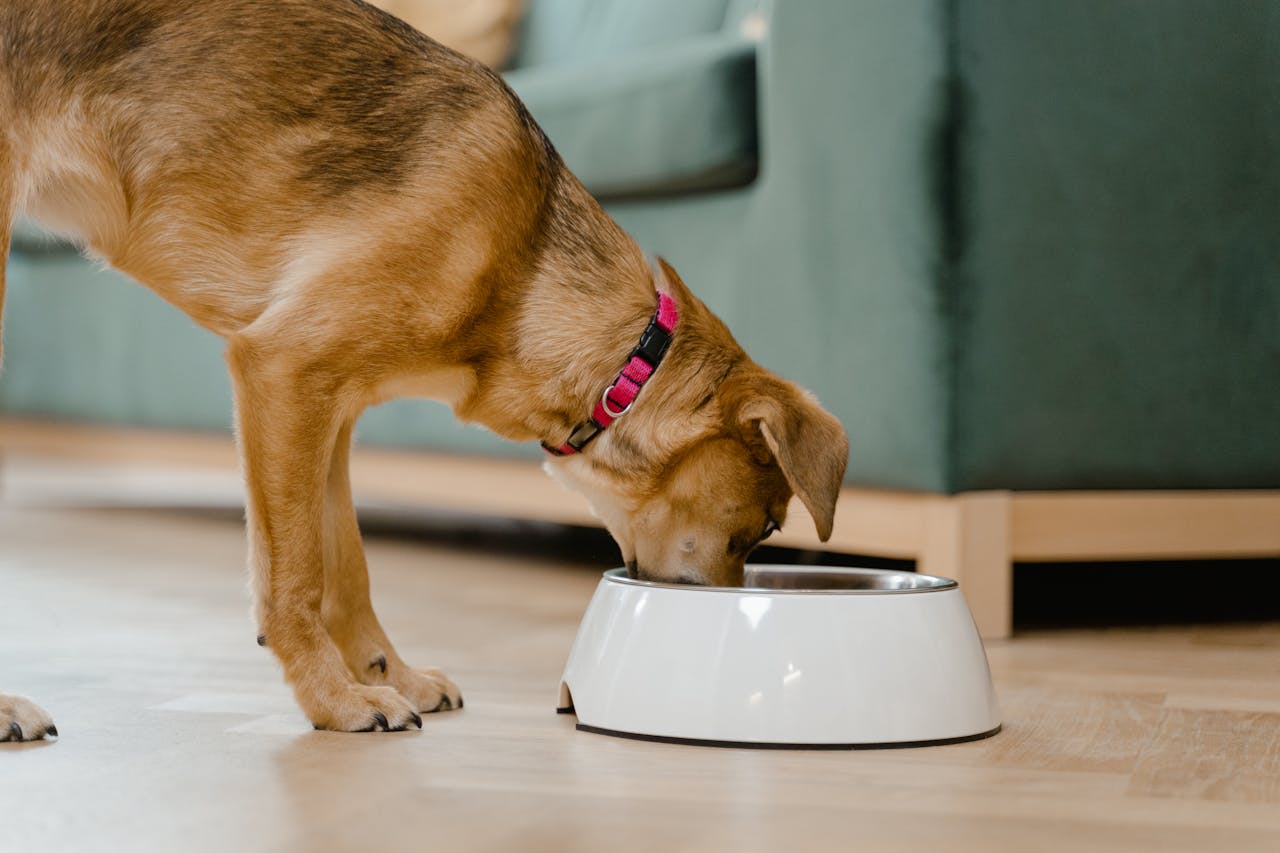 Nutrition Trends for Puppies in 2025: What’s Really Best to Feed Your Dog