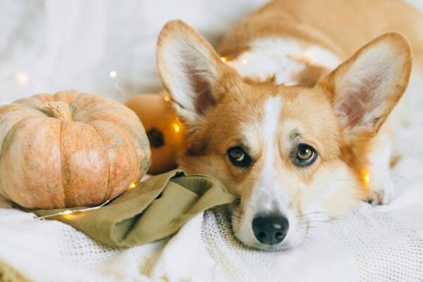 Puppy Safe During Halloween Festivities