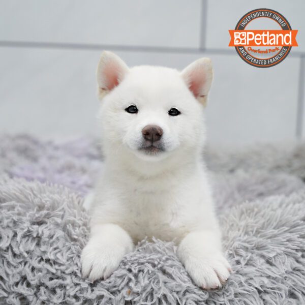 [#252806-01] Cream M Shiba Inu Puppies for Sale