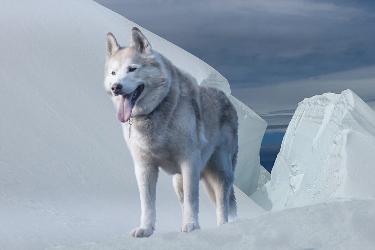 Siberian Husky Feeding Guide: Diet, Nutrition & Meal Plans