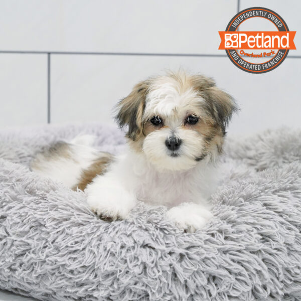 [#252231-05] Brown / White F Teddy Bear Puppies for Sale