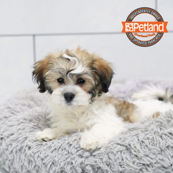 [#252489-01] Chocolate / White M Teddy Bear Puppies for Sale