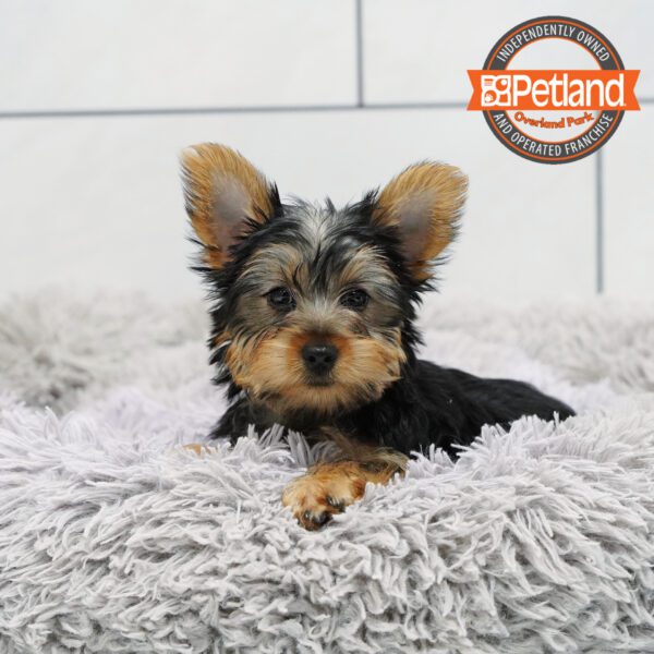 Yorkshire Terrier-Dog-Female---Petland Overland Park, Kansas