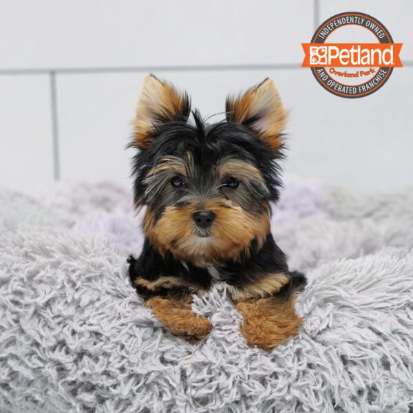 Yorkshire Terrier-Dog-Female---Petland Overland Park, Kansas