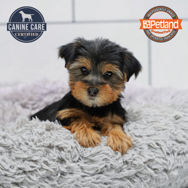 [#252661-04] Black / Tan M Yorkshire Terrier Puppies for Sale