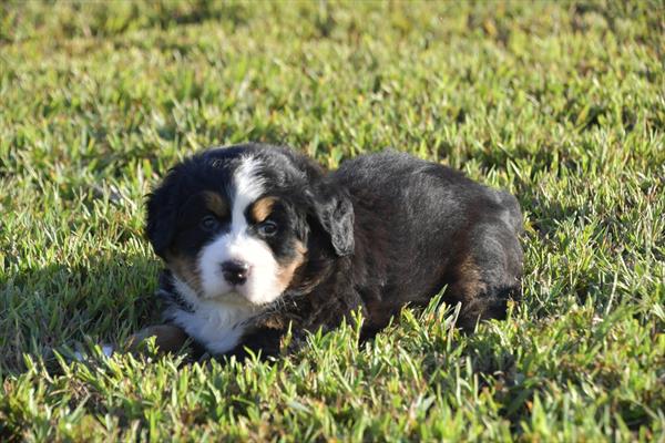[#252642-04] Black Rust / White F Bernese Mountain Dog Puppies for Sale