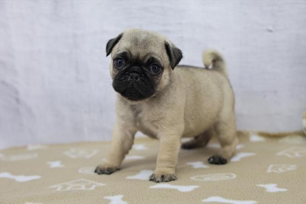 Pug-Dog-Male---Petland Overland Park, Kansas