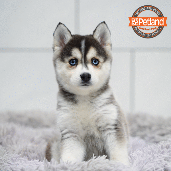 [#252930-03] Black / White F Alaskan Klee Kai Puppies for Sale