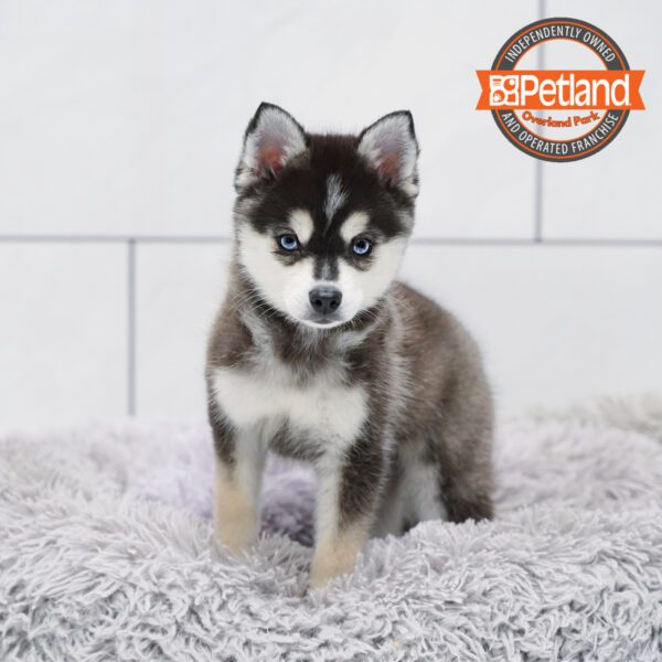 [#252453-01] Black / White M Alaskan Klee Kai Puppies for Sale
