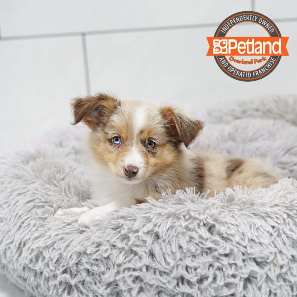[#252900-03] Chocolate Merle F Australian Shepherd Puppies for Sale